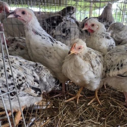 11 X FARM CHICKENS ROOSTER & HEN GRAFTON (Per animal to take the lot)
