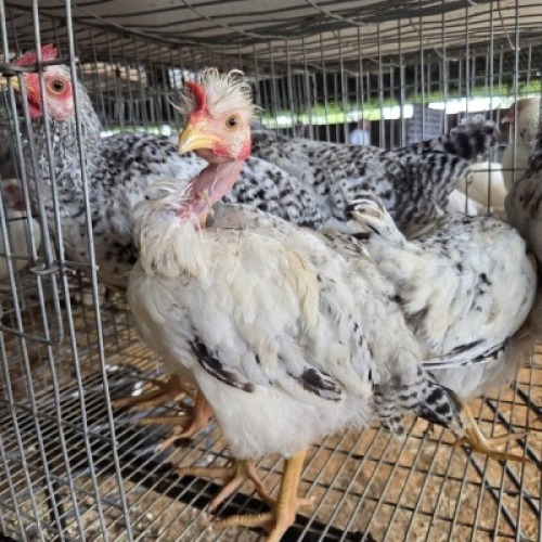 9 X FARM CHICKENS ROOSTER & HEN GRAFTON (Per animal to take the lot)