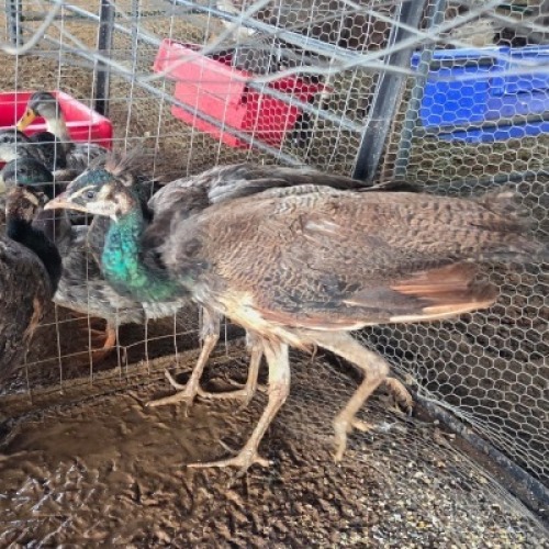 3 X PEACOCK MALE & FEMALE (Per animal to take the lot)