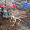 3 X PEACOCK MALE & FEMALE (Per animal to take the lot)