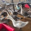9 X GOOSE MALE & FEMALE (Per animal to take the lot)
