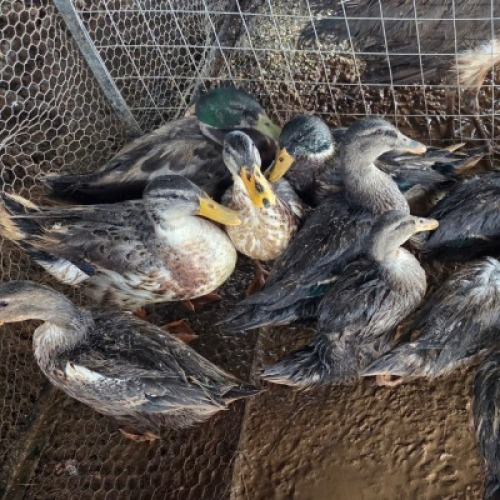 13 X DUCK MALE & FEMALE STEVEN JAMES (Per animal to take the lot)