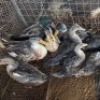 13 X DUCK MALE & FEMALE STEVEN JAMES (Per animal to take the lot)