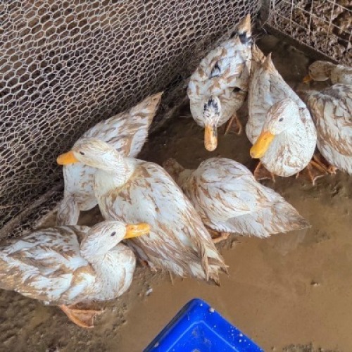 9 X DUCK MALE & FEMALE STEVEN JAMES (Per animal to take the lot)