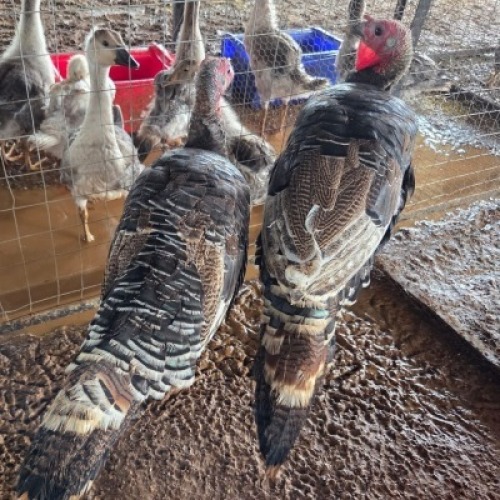 2 X TURKEY MALE & FEMALE (Per animal to take the lot)