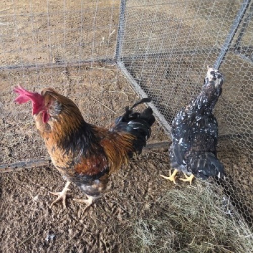 2 X HERERO CHICKENS ROOSTER & HEN NEELS NEL (Per animal to take the lot)