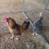 2 X HERERO CHICKENS ROOSTER & HEN NEELS NEL (Per animal to take the lot)