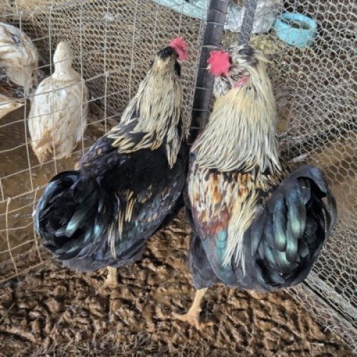 2 X HERERO CHICKENS ROOSTER NEELS NEL (Per animal to take the lot)