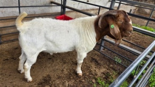 1 X BOER GOAT BUCK GERDA DE JAGER
