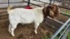 1 X BOER GOAT BUCK GERDA DE JAGER