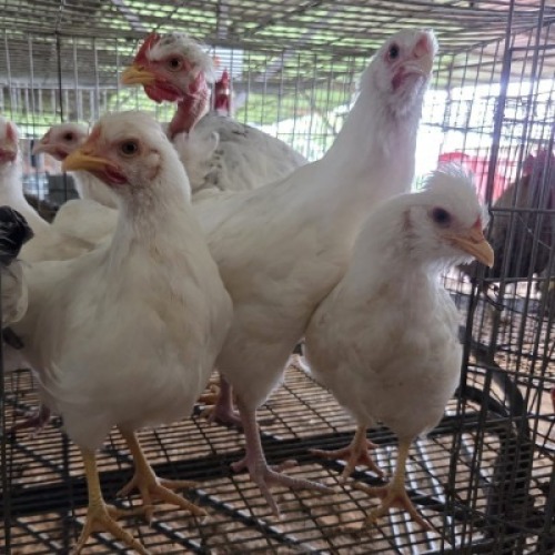 8 X FARM CHICKENS ROOSTER & HEN GRAFTON (Per animal to take the lot)