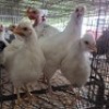 8 X FARM CHICKENS ROOSTER & HEN GRAFTON (Per animal to take the lot)