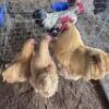 3 X BUFF ORPINGTONS ROOSTER&HEN ERASMUS HOMESTEAD (Per animal to take the lot)