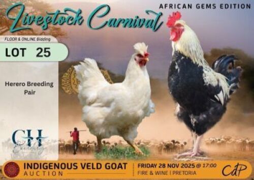 2 X CHICKENS 1 X ROOSTER & 1 X HEN CH Boerdery (Per animal to take the lot)