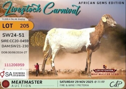 1 X MEATMASTER EWE Gelykfontein Stud