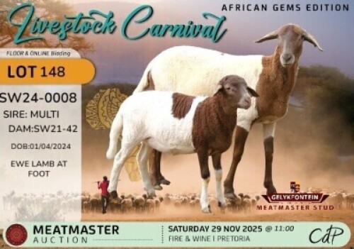 WITHDRAWN - 1 X MEATMASTER EWE Gelykfontein Stud