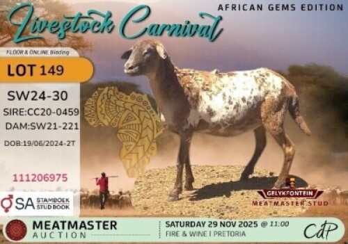 1 X MEATMASTER EWE Gelykfontein Stud