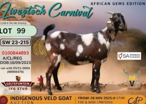 1 X CAPE LOB EAR DOE Gelykfontein Stud