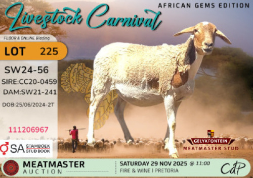 WITHDRAWN - 1 X MEATMASTER EWE Gelykfontein Stud