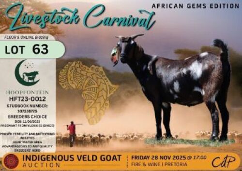 1 X CAPE LOB EAR DOE Hoopfontein Stoet