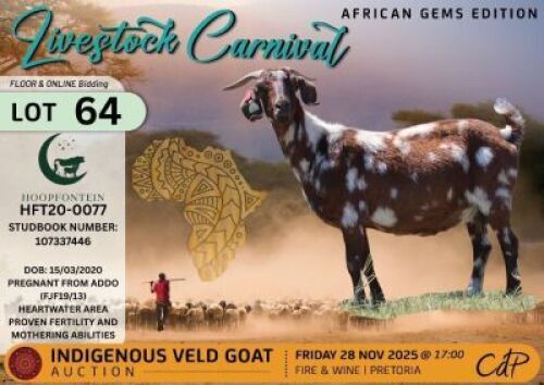 1 X CAPE LOB EAR DOE Hoopfontein Stoet