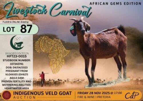 1 X CAPE LOB EAR DOE Hoopfontein Stoet