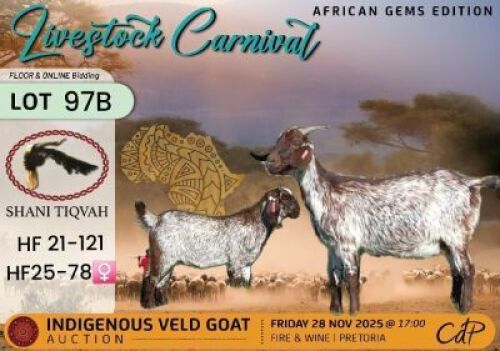 1 X CAPE SPECKLED DOE Shani Tiqvah
