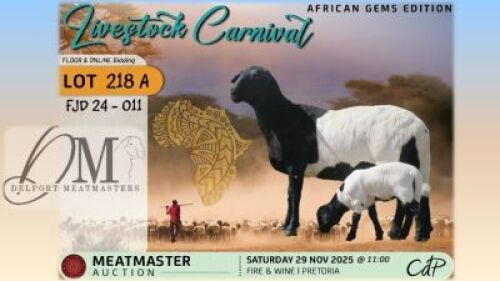 1 X MEATMASTER EWE Delport Meatmasters