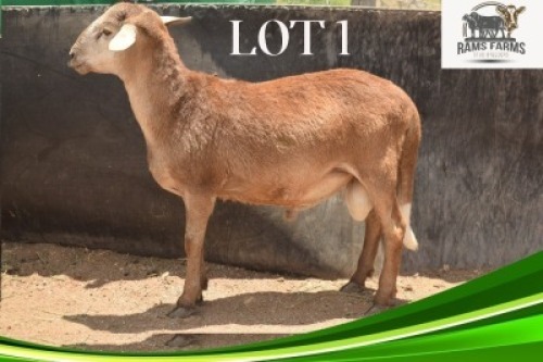 1 X MEATMASTER RAM Oscar Ramonameng