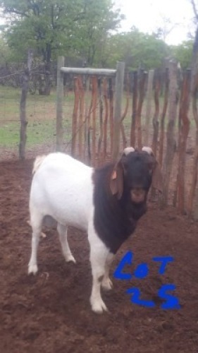 1 X BOERGOAT BUCK Bampoloki Mashumba
