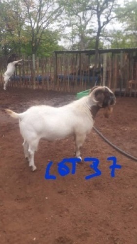 1 X BOERGOAT BUCK Bampoloki Mashumba