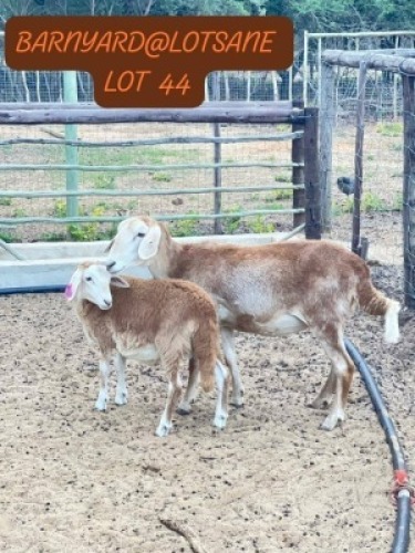 1+1 X MEATMASTER EWE & LAMB Mohammed Nadat (Per animal to take the lot)