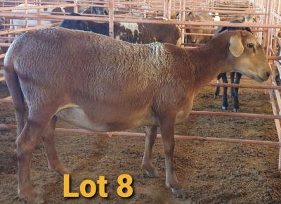 LOT 8 1X MEATMASTER OOI/EWE OSVLEY MEATMASTERS