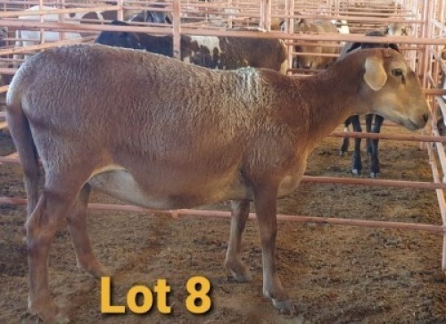 LOT 8 1X MEATMASTER OOI/EWE OSVLEY MEATMASTERS