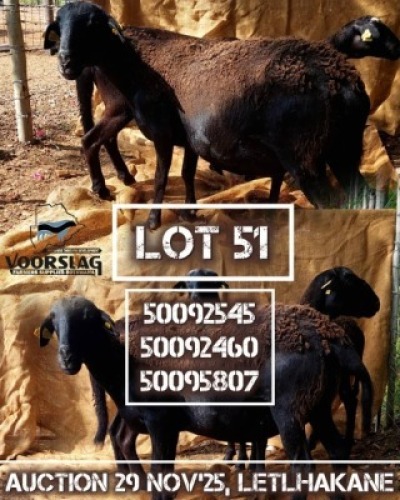 3 X MEATMASTER EWE Voorslag (Per animal to take the lot)
