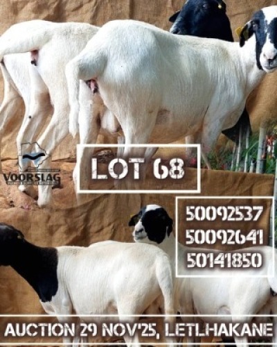 3 X MEATMASTER EWE Voorslag