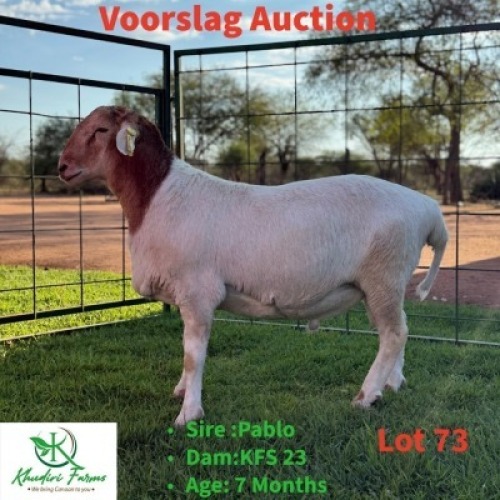 1 X VELDMASTER RAM O.Moseki
