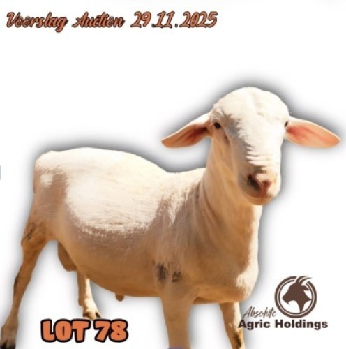 1 X WHITE DORPER RAM Oratile Mmusi