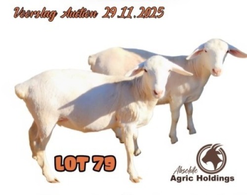 2 X WHITE DORPER EWE Oratile Mmusi
