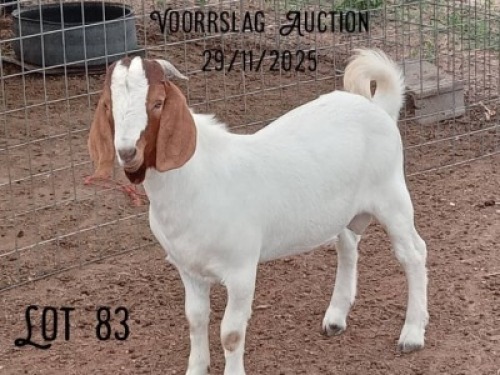 1 X BOERGOAT BUCK Bokamoso Piandi