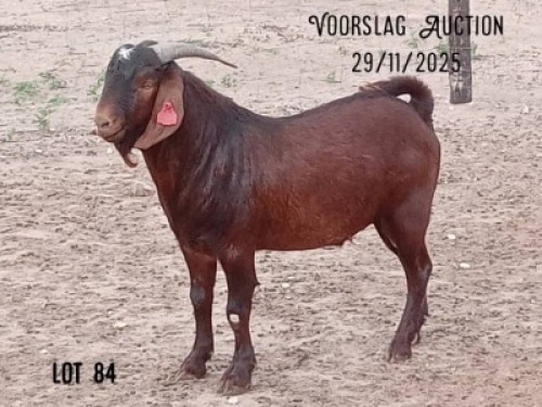 1 X KALAHARI RED BUCK Bokamoso Piandi