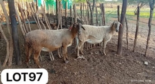 2 X MEATMASTER EWE Simrex