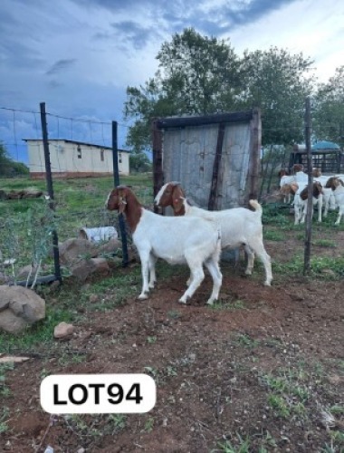 2 X BOERGOAT DOE Simrex