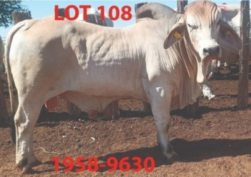 1 X BRAHMAN BULL David Merementsi