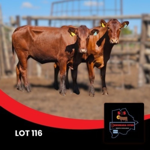 2 X BONSMARA HEIFER Sandveld Beef station