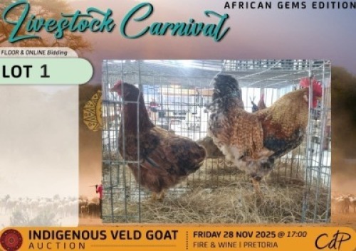 2 X CHICKENS 1 X ROOSTER & 1 X HEN Gelykfontein Stud (Per animal to take the lot)