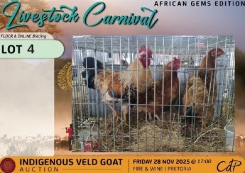 3 X CHICKENS 1 X ROOSTER & 2 X HEN Wilmeg (Per animal to take the lot)