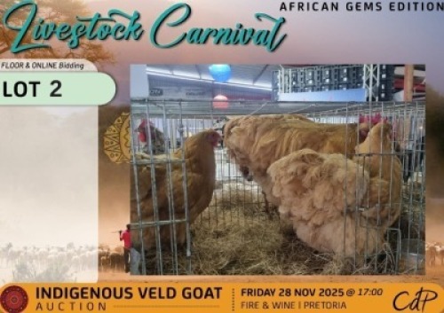 2 X CHICKENS 1 X ROOSTER & 2 X HEN Sine Metu Farming (Per animal to take the lot)