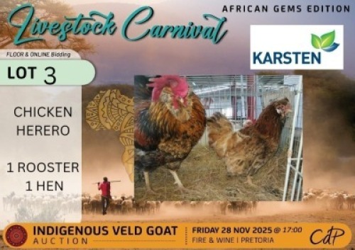 2 X CHICKENS 1 X ROOSTER & 1 X HEN Karsten IVG (Per animal to take the lot)