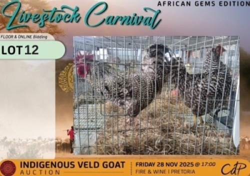 2 X CHICKENS 1 X ROOSTER & 1 X HEN Kelly Beyers (Per animal to take the lot)